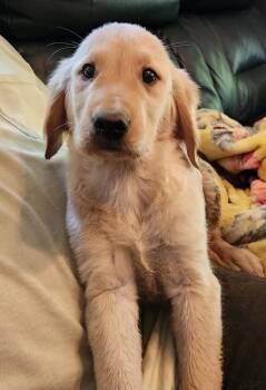 Golden Retriever Dogs Available for Adoption in Twin Lakes, Wisconsin - Clarence | PetCurious