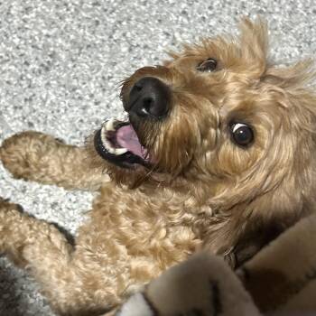 Star mini 28 lbs -  Goldendoodle Dog for Adoption in Antwerp, Ohio - Star Mini 28 Lbs | PetCurious