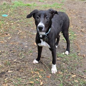 Labrador Retriever Dogs Available for Adoption - Bear | PetCurious