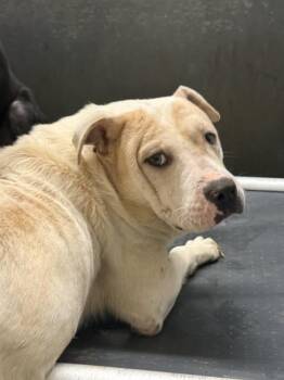 RIDGE -  Shar Pei and Mixed Breed Dog for Adoption in Conroe, Texas - RIDGE | PetCurious