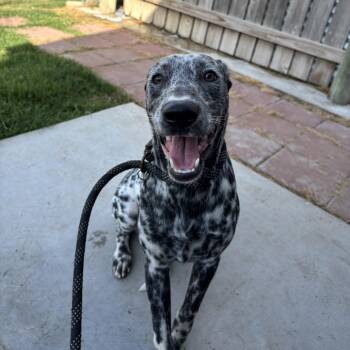Cruella -  Dalmatian and Mixed Breed Dog for Adoption in Floresville, Texas - Cruella | PetCurious