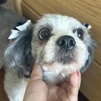 Lady Godiva -  Shih Tzu Dog for Adoption in Liverpool, Texas - Lady Godiva | PetCurious