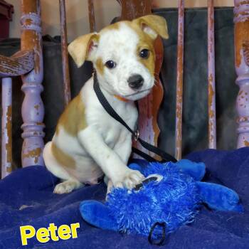Mixed Breed Dogs Available for Adoption - Peter | PetCurious
