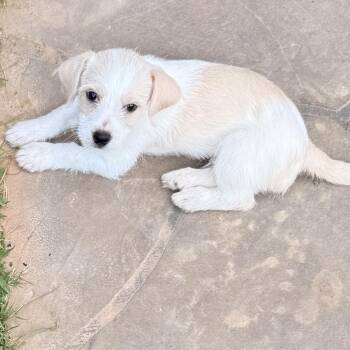 Cashew -  Terrier and Mixed Breed Dog for Adoption in Houston, Texas - Cashew | PetCurious