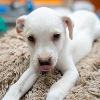 Labrador Retriever and Terrier Dogs Available for Adoption in Gainesville, Georgia - Patty Loveless | PetCurious