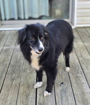 Rescue Australian Shepherd Dogs for Adoption in Social Circle, Georgia - Remi | PetCurious