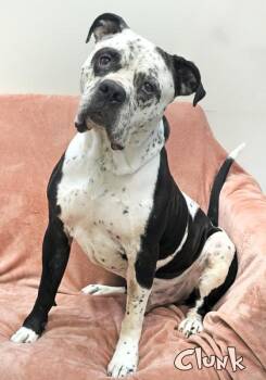 Clunk -  Fox Terrier and Mixed Breed Dog for Adoption in Mason, Michigan - Clunk | PetCurious