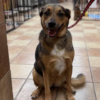 Nibbles -  Catahoula Leopard Dog Dog for Adoption in Midland, Texas - Nibbles | PetCurious