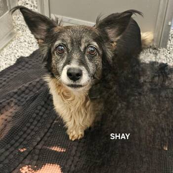 Mixed Breed Dogs Available for Adoption - Shay | PetCurious