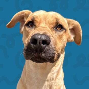 Rescue Pit Bull Terrier Dogs for Adoption in Reno, Nevada - Bruno | PetCurious