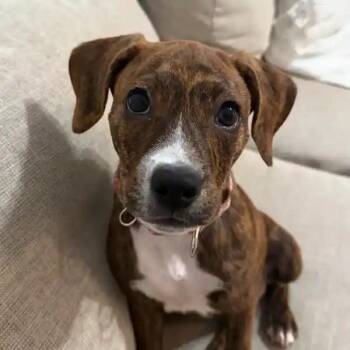 Kiera -  Mixed Breed Dog for Adoption in Mount Pleasant, South Carolina - Kiera | PetCurious