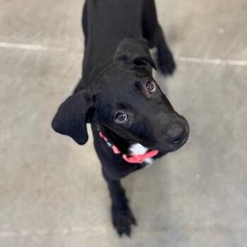 Black Labrador Retriever Dogs Available for Adoption in Mankato, Minnesota - Owen | PetCurious