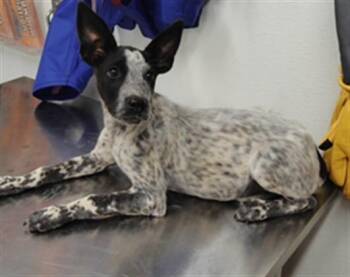 POUNDCAKE -  Australian Cattle Dog Blue Heeler and Mixed Breed Dog for Adoption in Albuquerque, New Mexico - POUNDCAKE | PetCurious