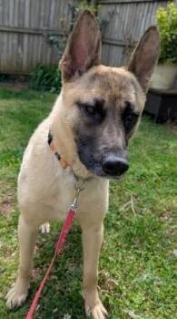German Shepherd Dog Dogs Available for Adoption in Newfoundland, Pennsylvania - Mr Woofy (GREAT Family Dog) | PetCurious