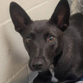 Rescue Australian Kelpie Dogs for Adoption in Buellton, California - Nisha | PetCurious