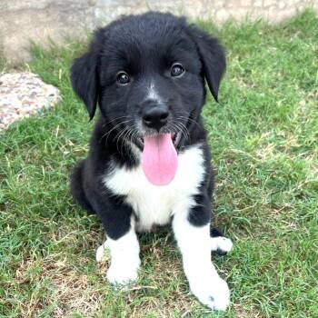 Border Collie and Great Pyrenees Dogs Available for Adoption - Charles | PetCurious