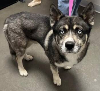 Parker -  Siberian Husky and Mixed Breed Dog for Adoption in Fresno, California - Parker | PetCurious