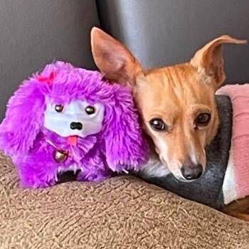 Ale -  Chihuahua Dog for Adoption in Calgary, Alberta - Ale | PetCurious
