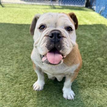 English Bulldog Dogs Available for Adoption in Hawthorne, California - Bonsai | PetCurious