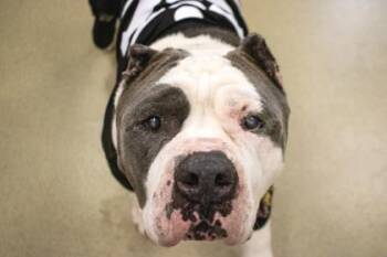 Goliath -  Mixed Breed Dog for Adoption in Vero Beach, Florida - Goliath | PetCurious