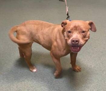 Precious -  Mixed Breed Dog Available for Adoption in Fairfax, Virginia - Precious | PetCurious