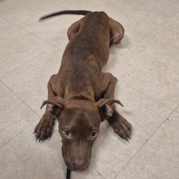 Chip -  Mixed Breed Dog for Adoption in Lake Panasoffkee, Florida - Chip | PetCurious