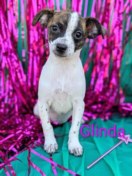 Rescue Chihuahua Dogs for Adoption in Kingsburg, California - Glinda | PetCurious
