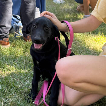 Rescue Black Labrador Retriever and Mixed Breed Dogs for Adoption in Kokomo, Indiana - Hercules | PetCurious