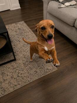 Mouse -  Dachshund and Chihuahua Dog for Adoption in Inez, Texas - Mouse | PetCurious