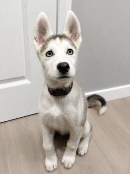 Siberian Husky and German Shepherd Dog Dogs Available for Adoption in Coachella, California - Bluee | PetCurious