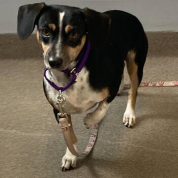 Rescue Dachshund Dogs for Adoption in South Elgin, Illinois - Brooks | PetCurious