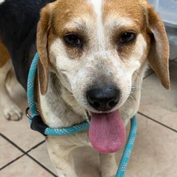Beagle Dogs Available for Adoption - Coco | PetCurious