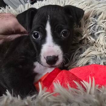 Pit Bull Terrier and Mixed Breed Dogs Available for Adoption in East St. Louis, Illinois - Aventurine | PetCurious