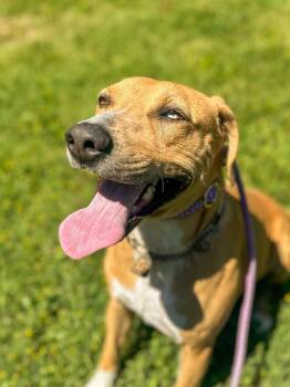 Gracie -  Black Mouth Cur and Husky Dog for Adoption in Springfield, Tennessee - Gracie | PetCurious