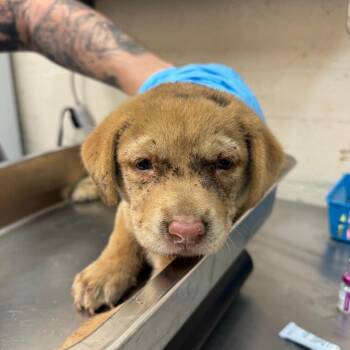 Darla -  Labrador Retriever Dog for Adoption in Birmingham, Alabama - Darla | PetCurious