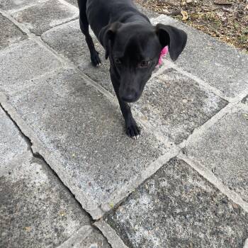 Rescue Pointer Dogs for Adoption in Mcallen, Texas - Lluvia | PetCurious