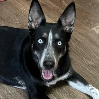 Rescue Mixed Breed and German Shepherd Dog Dogs for Adoption in Houston, Texas - Arcee! Miss Congeniality! | PetCurious