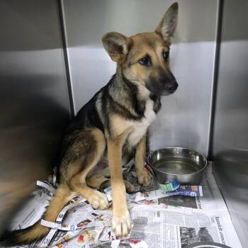 Francesca -  Shepherd and Mixed Breed Dog for Adoption in Marble, North Carolina - Francesca | PetCurious