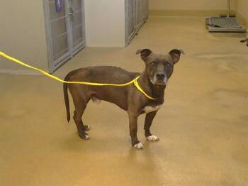 FRANKIE -  Dachshund and Pit Bull Terrier Dog for Adoption in Sacramento, California - FRANKIE | PetCurious