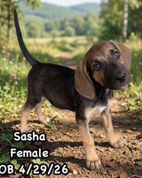 AAD New Arrival!  Sasha - 26145 -  Hound and Bloodhound Dog for Adoption in Armonk, New York - AAD New Arrival!  Sasha - 26145 | PetCurious