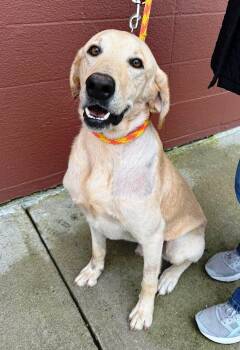 Buddy 99 -  Yellow Labrador Retriever Dog for Adoption in Killingworth, Connecticut - Buddy 99 | PetCurious