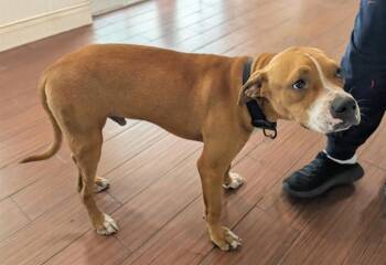 SCOOBY DOO -  American Staffordshire Terrier and Mixed Breed Dog for Adoption in Fort Lauderdale, Florida - SCOOBY DOO | PetCurious