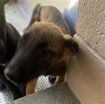BAXTER -  German Shepherd Dog and Belgian Shepherd Malinois Dog for Adoption in Tustin, California - BAXTER | PetCurious
