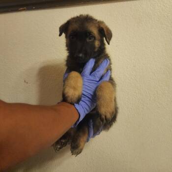 BJ -  German Shepherd Dog and Belgian Shepherd Malinois Dog for Adoption in Las Vegas, Nevada - BJ | PetCurious