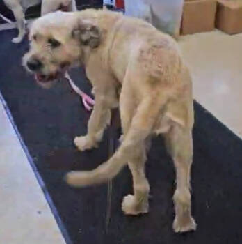 Rescue Cane Corso and Poodle Dogs for Adoption in Warren, Michigan - Winn-Dixie | PetCurious