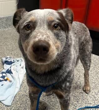 Zeke -  Australian Cattle Dog Blue Heeler Dog for Adoption in Golden, Colorado - Zeke | PetCurious
