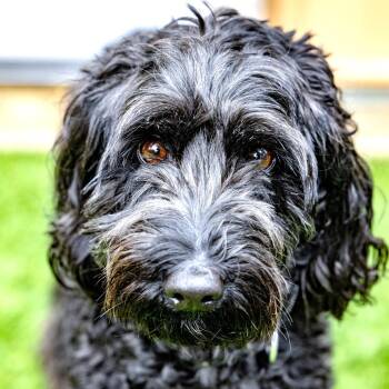 Banks -  Australian Shepherd and Miniature Poodle Dog for Adoption in Naperville, Illinois - Banks | PetCurious