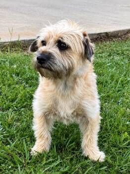 Kruz -  Terrier Dog Available for Adoption in Princeton, Massachusetts - Kruz | PetCurious