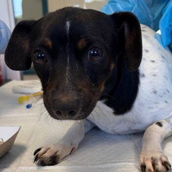 Jack Russell Terrier and Feist Dogs Available for Adoption in Nashville, Tennessee - Betty | PetCurious