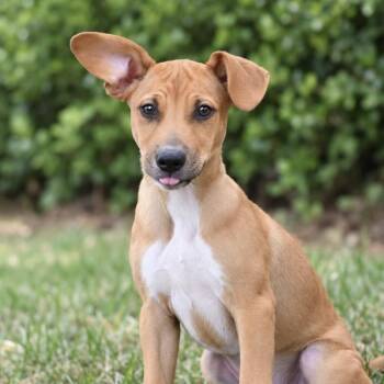 Malleus -  Beagle Dog for Adoption in Richmond, Virginia - Malleus | PetCurious